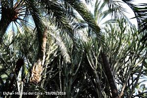 19 ELCHE HUERTO DEL CURA (122)